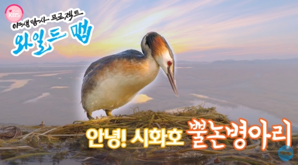 KBS '다큐인사이트-야생탐사프로젝트 와일드맵' 유튜브 라이브 방송