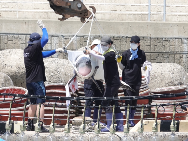 방류가 결정된 남방큰돌고래 '비봉이'가 지난 4일 제주 서귀포시 대정읍 신도포구에 모습을 드러냈다. ©뉴시스